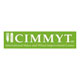 CIMMYT